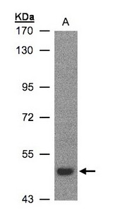 LBP Antibody - Sample (30 ug whole cell lysate). A: H1299. 7.5% SDS PAGE. LBP antibody diluted at 1:500