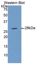 LBP Antibody - Western Blot; Sample: Recombinant protein.