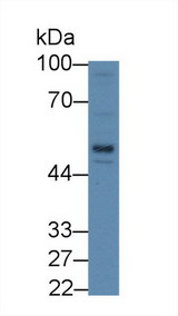 LBP Antibody - Western Blot; Sample: Human HepG2 cell lysate; Primary Ab: 2µg/mL Rabbit Anti-Rat LBP Antibody Second Ab: 0.2µg/mL HRP-Linked Caprine Anti-Rabbit IgG Polyclonal Antibody
