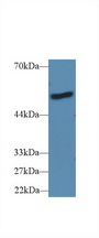 LBP Antibody - Western Blot; Sample: Human A431 cell lysate; Primary Ab: 2µg/ml Rabbit Anti-Mouse LBP Antibody Second Ab: 0.2µg/mL HRP-Linked Caprine Anti-Rabbit IgG Polyclonal Antibody