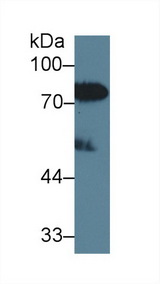 LBP Antibody