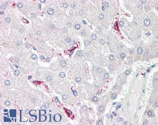 LBP Antibody - Anti-LBP antibody IHC of human liver. Immunohistochemistry of formalin-fixed, paraffin-embedded tissue after heat-induced antigen retrieval. Antibody dilution 2.5-5 ug/ml. This image was taken for the unconjugated form of this product. Other forms have not been tested.