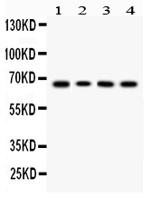 LBP Antibody - Western blot - Anti-LBP Picoband Antibody