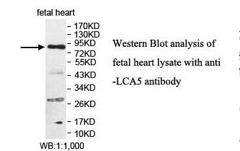 LCA5 Antibody