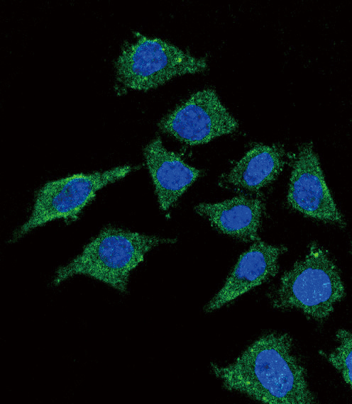 LCAT Antibody - Confocal immunofluorescence of LCAT Antibody with 293 cell followed by Alexa Fluor 488-conjugated goat anti-rabbit lgG (green). DAPI was used to stain the cell nuclear (blue).