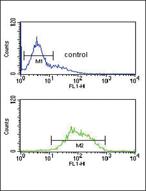 LCAT Antibody - LCAT Antibody flow cytometry of K562 cells (bottom histogram) compared to a negative control cell (top histogram). FITC-conjugated goat-anti-rabbit secondary antibodies were used for the analysis.