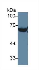 LCAT Antibody - Western Blot; Sample: Mouse Serum; Primary Ab: 2µg/ml Rabbit Anti-Mouse LCAT Antibody Second Ab: 0.2µg/mL HRP-Linked Caprine Anti-Rabbit IgG Polyclonal Antibody