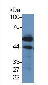 LCAT Antibody - Western Blot; Sample: Recombinant LCAT, Human.