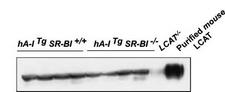 LCAT Antibody - LCAT Antibody - Western blot of plasma LCAT protein mass. Plasma samples (0.2ul) from four hA-I Tg mice, four hA-I Tg SR-BI -/- mice, a LCAT-/- mouse, and purified mouse LCAT were fractionated on SDS-PAGE, and LCAT was detected by Western blot of rabbit antiserum against mouse LCAT.