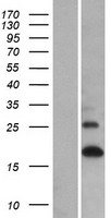 LCE1A Protein - Western validation with an anti-DDK antibody * L: Control HEK293 lysate R: Over-expression lysate