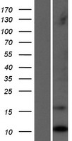 LCE1C Protein - Western validation with an anti-DDK antibody * L: Control HEK293 lysate R: Over-expression lysate