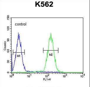 LCE2B Antibody - LCE2B Antibody flow cytometry of K562 cells (right histogram) compared to a negative control cell (left histogram). FITC-conjugated goat-anti-rabbit secondary antibodies were used for the analysis.