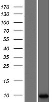 LCE3A Protein - Western validation with an anti-DDK antibody * L: Control HEK293 lysate R: Over-expression lysate