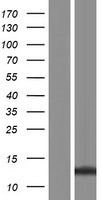 LCE3B Protein - Western validation with an anti-DDK antibody * L: Control HEK293 lysate R: Over-expression lysate