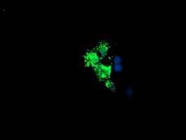 LCMT1 Antibody - Anti-LCMT1 mouse monoclonal antibody immunofluorescent staining of COS7 cells transiently transfected by pCMV6-ENTRY LCMT1.