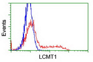 LCMT1 Antibody - HEK293T cells transfected with either overexpress plasmid (Red) or empty vector control plasmid (Blue) were immunostained by anti-LCMT1 antibody, and then analyzed by flow cytometry.
