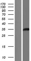 LCMT1 Protein - Western validation with an anti-DDK antibody * L: Control HEK293 lysate R: Over-expression lysate