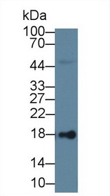 LCN1 / Lipocalin-1 Antibody - Western Blot; Sample: Human Urine; Primary Ab: 1µg/ml Rabbit Anti-Human LCN1 Antibody Second Ab: 0.2µg/mL HRP-Linked Caprine Anti-Rabbit IgG Polyclonal Antibody (Catalog: SAA544Rb19