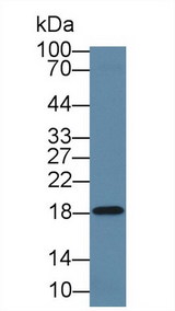 LCN1 / Lipocalin-1 Antibody - Western Blot; Sample: Rat Tongue lysate; Primary Ab: 1µg/ml Rabbit Anti-Human LCN1 Antibody Second Ab: 0.2µg/mL HRP-Linked Caprine Anti-Rabbit IgG Polyclonal Antibody (Catalog: SAA544Rb19