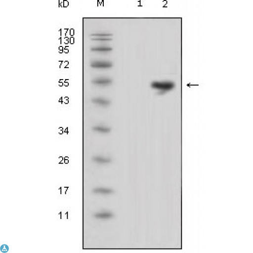 LCN1 / Lipocalin-1 Antibody - Western Blot (WB) analysis using Lipocalin-1 Monoclonal Antibody against HEK293 (1) and LCN1-hIgGFc transfected HEK293 cell lysate (2).