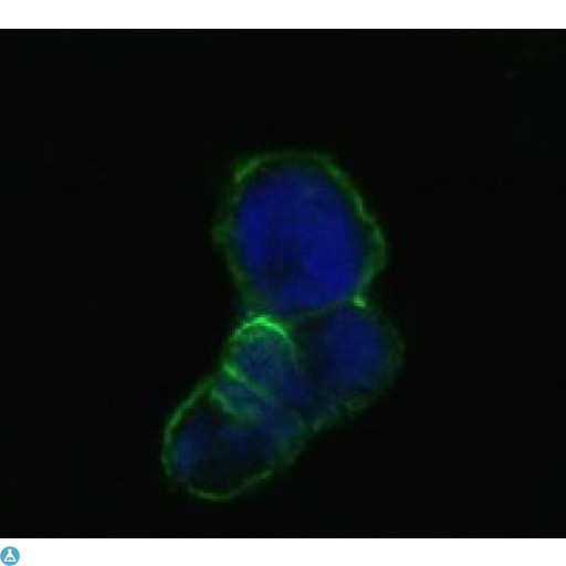 LCN1 / Lipocalin-1 Antibody - Confocal Immunofluorescence (IF) analysis of methanol-fixed HEK293 cells trasfected with LCN1-hIgGFc using Lipocalin-1 Monoclonal Antibody (green), showing membrane localization. Blue: DRAQ5 fluorescent DNA dye.
