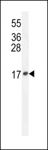 LCN10 Antibody - LCN10 Antibody western blot of mouse Neuro-2a cell line lysates (35 ug/lane). The LCN10 antibody detected the LCN10 protein (arrow).