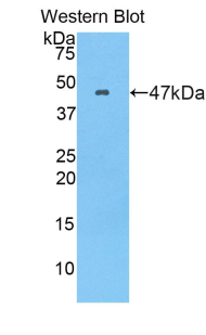 LCN12 Antibody - Western blot of recombinant LCN12.  This image was taken for the unconjugated form of this product. Other forms have not been tested.