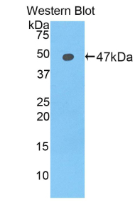 LCN12 Antibody - Western blot of recombinant LCN12.  This image was taken for the unconjugated form of this product. Other forms have not been tested.