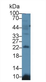 LCN12 Antibody - Western Blot; Sample: Mouse Testis lysate; Primary Ab: 1µg/ml Rabbit Anti-Mouse LCN12 Antibody Second Ab: 0.2µg/mL HRP-Linked Caprine Anti-Rabbit IgG Polyclonal Antibody
