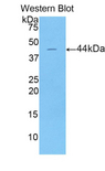 LCN15 Antibody - Western blot of recombinant LCN15.  This image was taken for the unconjugated form of this product. Other forms have not been tested.