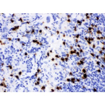 LCN2 / Lipocalin 2 / NGAL Antibody - Lipocalin 2 antibody IHC-paraffin. IHC(P): Mouse Spleen Tissue.
