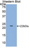 LCN2 / Lipocalin 2 / NGAL Antibody - Western blot of recombinant LCN2 / Lipocalin 2 / NGAL.  This image was taken for the unconjugated form of this product. Other forms have not been tested.