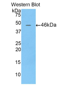 Lcn4 / Lipocalin 4 Antibody - Western blot of recombinant Lcn4 / Lipocalin 4.  This image was taken for the unconjugated form of this product. Other forms have not been tested.