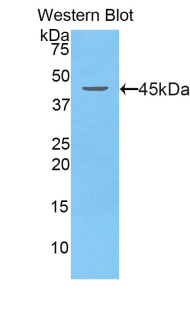 Lcn5 / Lipocalin 5 Antibody - Western blot of recombinant Lcn5 / Lipocalin 5.  This image was taken for the unconjugated form of this product. Other forms have not been tested.