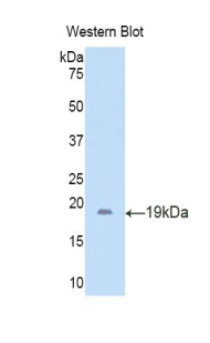 LCN6 Antibody - Western blot of recombinant LCN6.  This image was taken for the unconjugated form of this product. Other forms have not been tested.