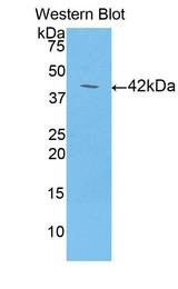 LCN6 Antibody - Western Blot; Sample: Recombinant protein.