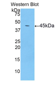 LCN8 Antibody - Western blot of recombinant LCN8.  This image was taken for the unconjugated form of this product. Other forms have not been tested.