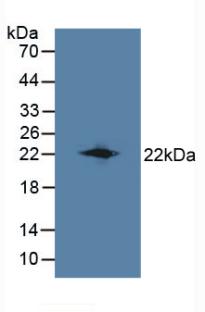 LCN8 Antibody - Western Blot; Sample: Mouse Testis Tissue.