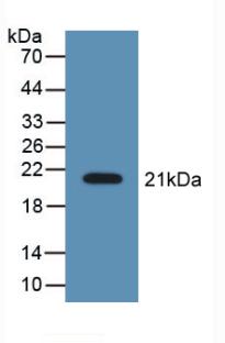 LCN8 Antibody - Western Blot; Sample: Recombinant LCN8, Mouse.