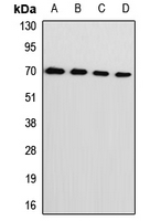 LCP1 / L-Plastin Antibody