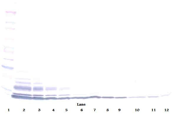 LD78 / CCL3L1 Antibody - Western Blot (non-reducing) of LD78 / CCL3L1 antibody. This image was taken for the unconjugated form of this product. Other forms have not been tested.