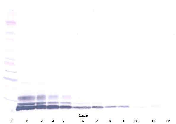LD78 / CCL3L1 Antibody - Western Blot (reducing) of LD78 / CCL3L1 antibody. This image was taken for the unconjugated form of this product. Other forms have not been tested.