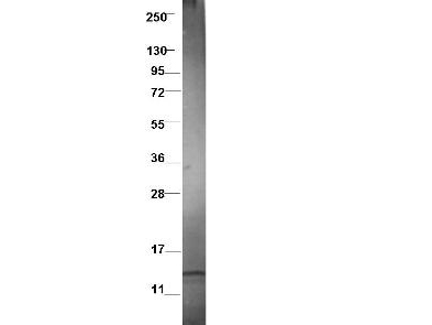 LD78 / CCL3L1 Antibody - Anti-Swine CCL3L1 Antibody - Western Blot. Western blot of protein-A purified anti-swine CCL3L1 antibody shows detection of recombinant swine CCL3L1 at 7.8kD (arrow) raised in yeast. Protein was purified and resolved by SDS-PAGE, transferred to PVDF membrane. Membrane was blocked with 3% BSA (BSA-30, diluted 1:10), and probed with Anti-swine CCL3L1. After washing, membrane was probed with Dylight 649 Conjugated Anti-Rabbit IgG (H&L) (Donkey) Antibody (.