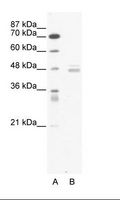 LDB1 / CLIM2 Antibody - A: Marker, B: Jurkat Cell Lysate.  This image was taken for the unconjugated form of this product. Other forms have not been tested.