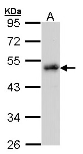 LDB1 / CLIM2 Antibody - Sample (30 ug of whole cell lysate). A: Raji. 10% SDS PAGE. CLIM2 / LDB1 antibody diluted at 1:1000.