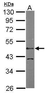 LDB1 / CLIM2 Antibody - Sample (50 ug of whole cell lysate). A: Mouse brain. 10% SDS PAGE. CLIM2 / LDB1 antibody diluted at 1:1000.