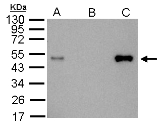 LDB1 / CLIM2 Antibody - LDB1antibody immunoprecipitates LDB1 protein in IP experiments. IP Sample:1000 ug 293T whole cell lysate/extract. A. 20 ug 293T whole cell lysate/extract. B. Control with 2.5 ug of preimmune rabbit IgG. C. Immunoprecipitation of LDB1 protein by 2.5 ug of LDB1 antibody . 12% SDS-PAGE. The immunoprecipitated LDB1 protein was detected by LDB1antibody diluted at 1:1000. EasyBlot anti-rabbit IgG (anti-rabbit IgG (HRP) -01) was used as a secondary reagent.