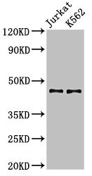 LDB1 / CLIM2 Antibody - Positive Western Blot detected in Jurkat whole cell lysate, K562 whole cell lysate. All lanes: LDB1 antibody at 3.2 µg/ml Secondary Goat polyclonal to rabbit IgG at 1/50000 dilution. Predicted band size: 47, 37, 43 KDa. Observed band size: 47 KDa