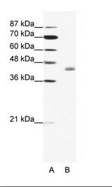 LDB2 Antibody - A: Marker, B: HepG2 Cell Lysate.  This image was taken for the unconjugated form of this product. Other forms have not been tested.