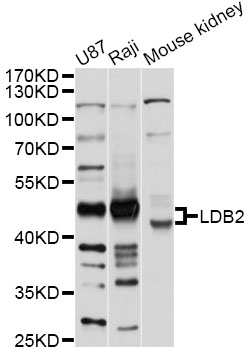 LDB2 Antibody - Western blot analysis of extracts of various cell lines, using LDB2 antibody at 1:1000 dilution. The secondary antibody used was an HRP Goat Anti-Rabbit IgG (H+L) at 1:10000 dilution. Lysates were loaded 25ug per lane and 3% nonfat dry milk in TBST was used for blocking. An ECL Kit was used for detection and the exposure time was 5s.